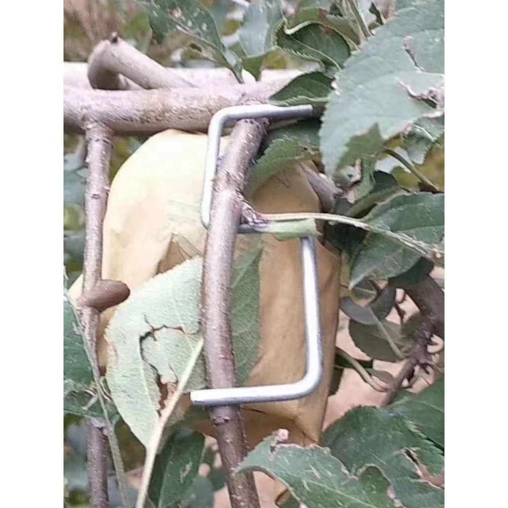과수 나무 가지 고정 클립 묘목 지지대 정원 원예 사과 과일나무 지주 - 상세 이미지 4