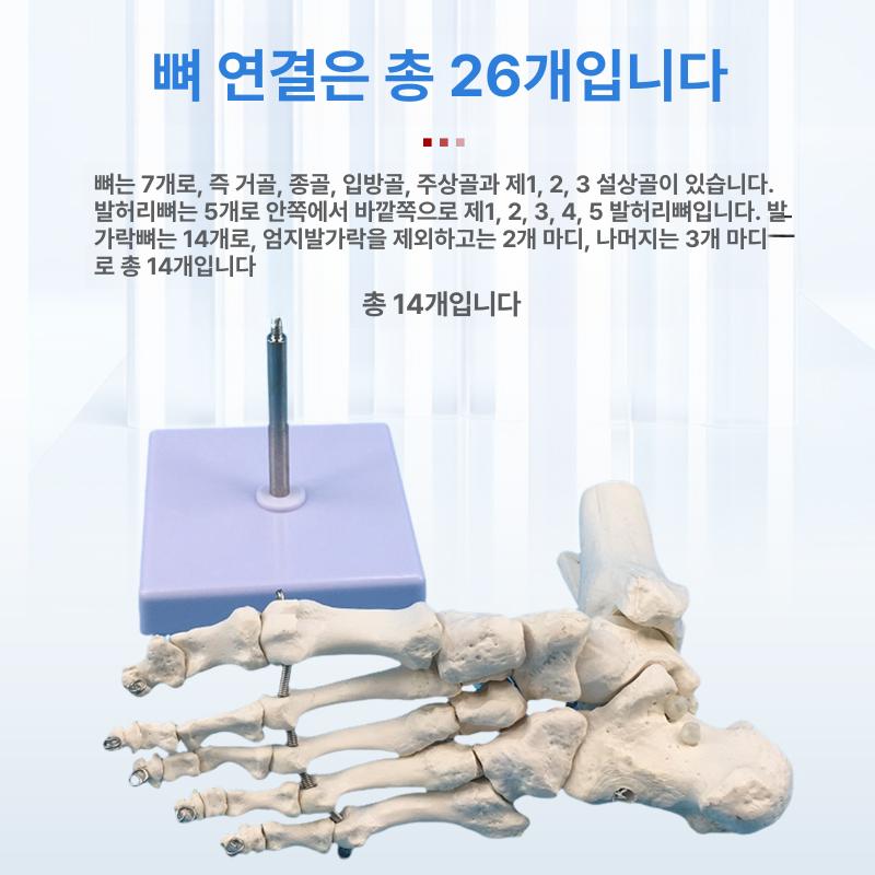 해부학 발뼈모형 교육용 정형외과 실습 인대 인체모형 발모형 과학 해골 뼈대 의가 - 상세 이미지 3