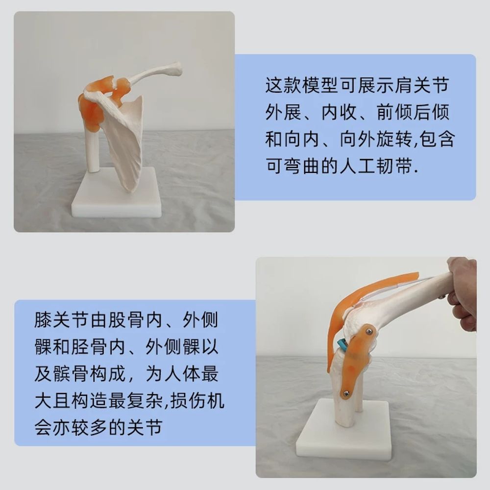 움직이는 모형 어깨 해부학 교육용 견관절 근육 실습 기능 뼈모델 교구용 과학 분리 - 상품 이미지