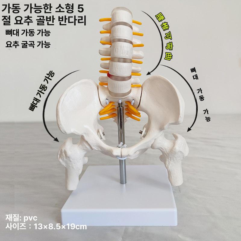 인체 해부학 골격 모형 척추 무릎 어깨 관절 의료 교육용 뼈 구조 학습 모델 - 상세 이미지 4