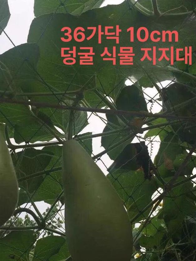 텃밭 덩굴 오이그물 그물망 원예 식물 꽃 수세미 밭 나팔꽃 넝쿨 - 상세 이미지 3