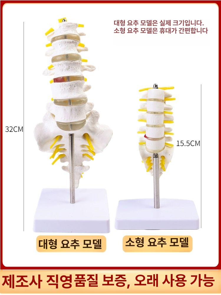 의료용 인체 골격 모형 척추 해부학 교육 교구 병원 학습용 뼈 구조 의학 - 상세 이미지 3