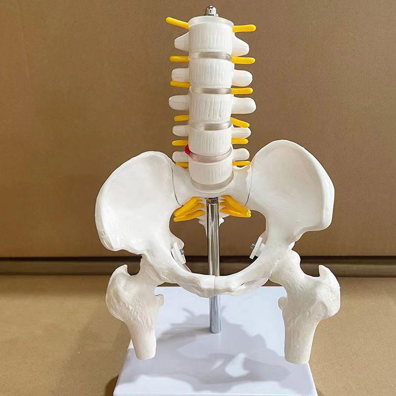 인체 해부학 골격 모형 척추 무릎 어깨 관절 의료 교육용 뼈 구조 학습 모델 - 상세 이미지 3