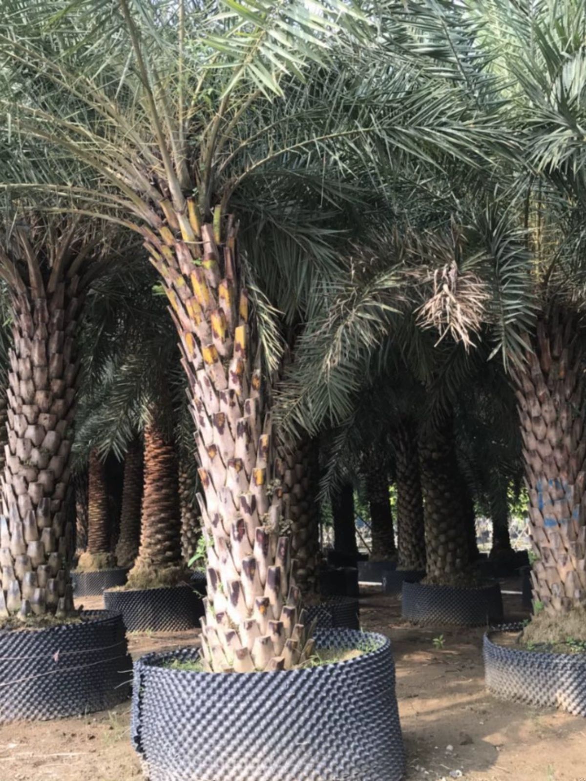 나무 화분 받침대 물빠짐 방지 매트 분갈이 용기 플라스틱 정원 조경 물받이 - 상세 이미지 5