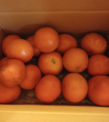 청정 제주 고당도 하우스 감귤 5kg 프리미엄 귤 제주도 직송 이미지 8
