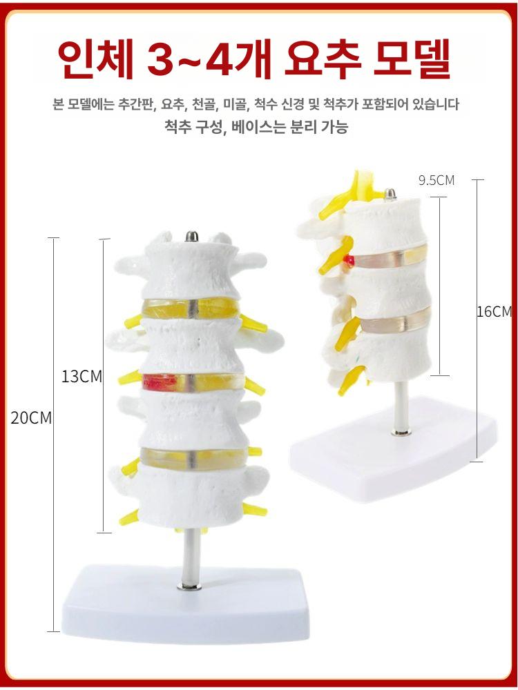 의료용 인체 골격 모형 척추 해부학 교육 교구 병원 학습용 뼈 구조 의학 - 상세 이미지 4