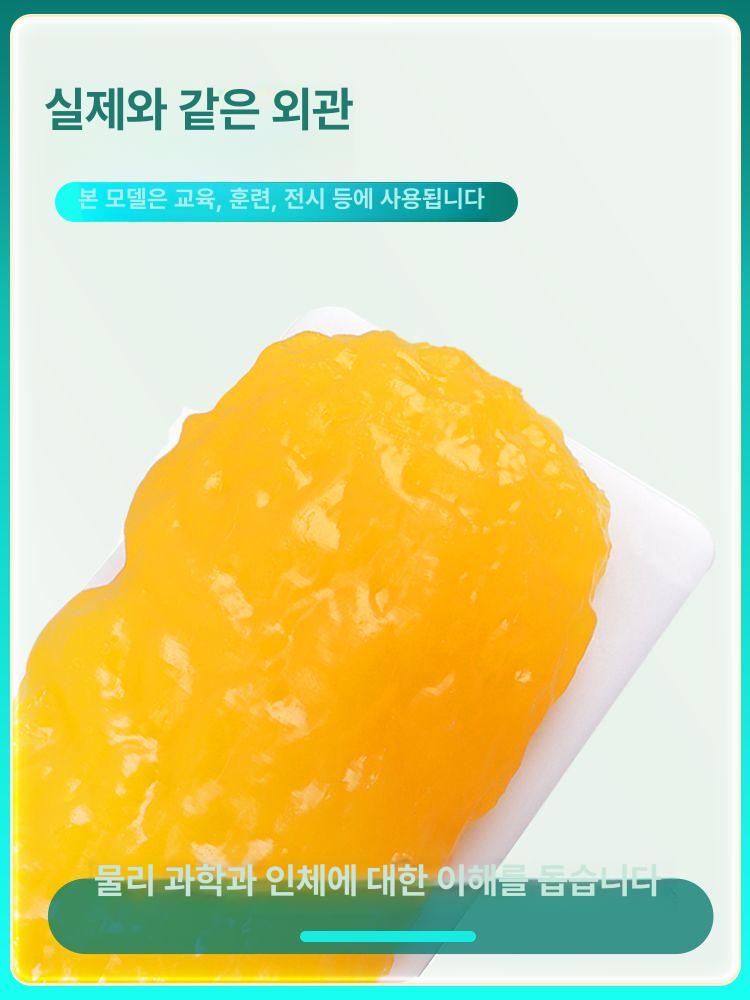 지방 모형 1kg 받침대 세트 인체 의료용 실리콘 교육 모델 병원 학습용 - 상세 이미지 3