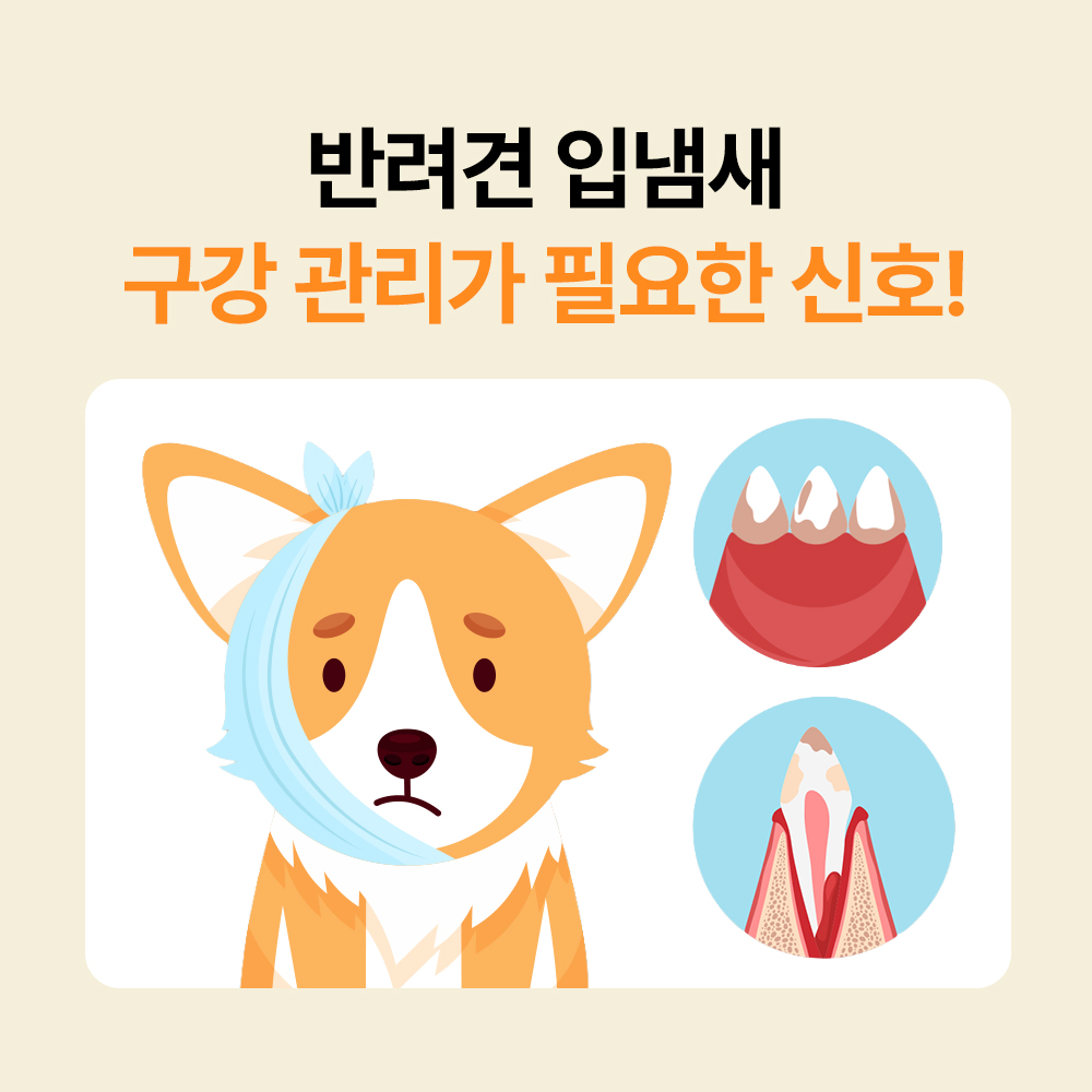 포켄스 카누들 에코팩 840g 강아지 덴탈껌 치석 입냄새 제거 개껌 그레인프리 상품 이미지
