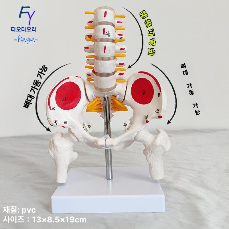인체 해부학 골격 모형 척추 무릎 어깨 관절 의료 교육용 뼈 구조 학습 모델 - 상세 이미지 2