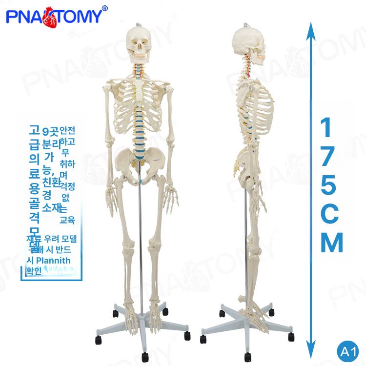 인체골격 해부학 모형 의료용 척추 관절 뼈 표본 교육 학습용 의학 실습 스켈레톤 - 상세 이미지 2
