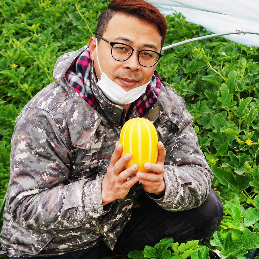 성주 꿀 참외 10kg 당일수확 산지직송 참외 가정용 이미지 1