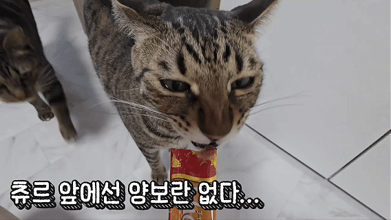 [빠른출고] 이나바 챠오츄르 스틱 고양이간식 닭가슴살 게살, 56g, 1개 - 상세 이미지 4