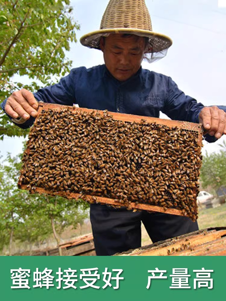 양봉기 밀납시트 꿀벌 채밀판 벌집 둥지 양봉틀 용품 10장 - 상세 이미지 3