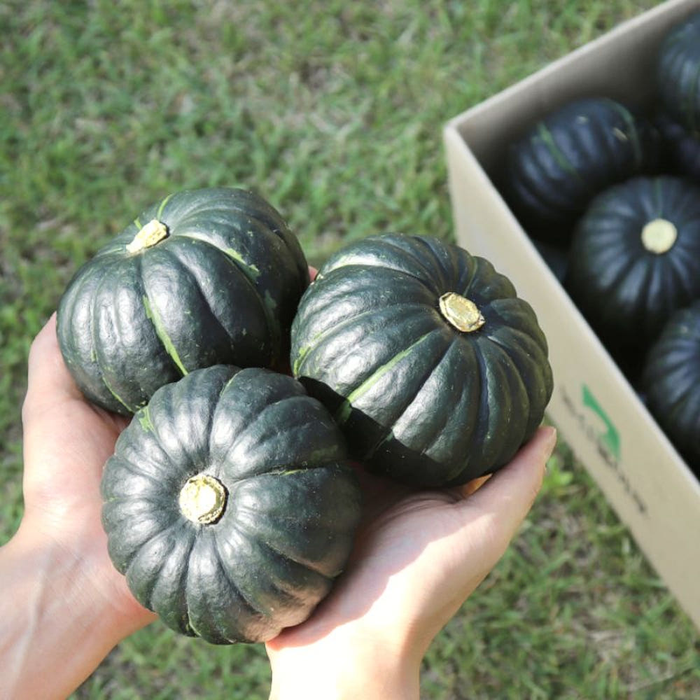 국내산 제주 미니 밤호박 5KG