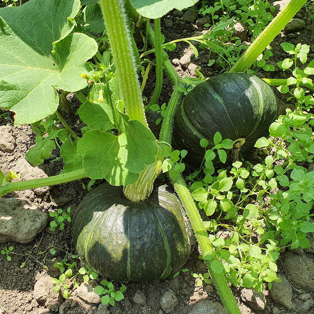 제주 미니 밤호박 보우짱 단호박 특품 3kg 5kg 10kg - 상세 이미지 3