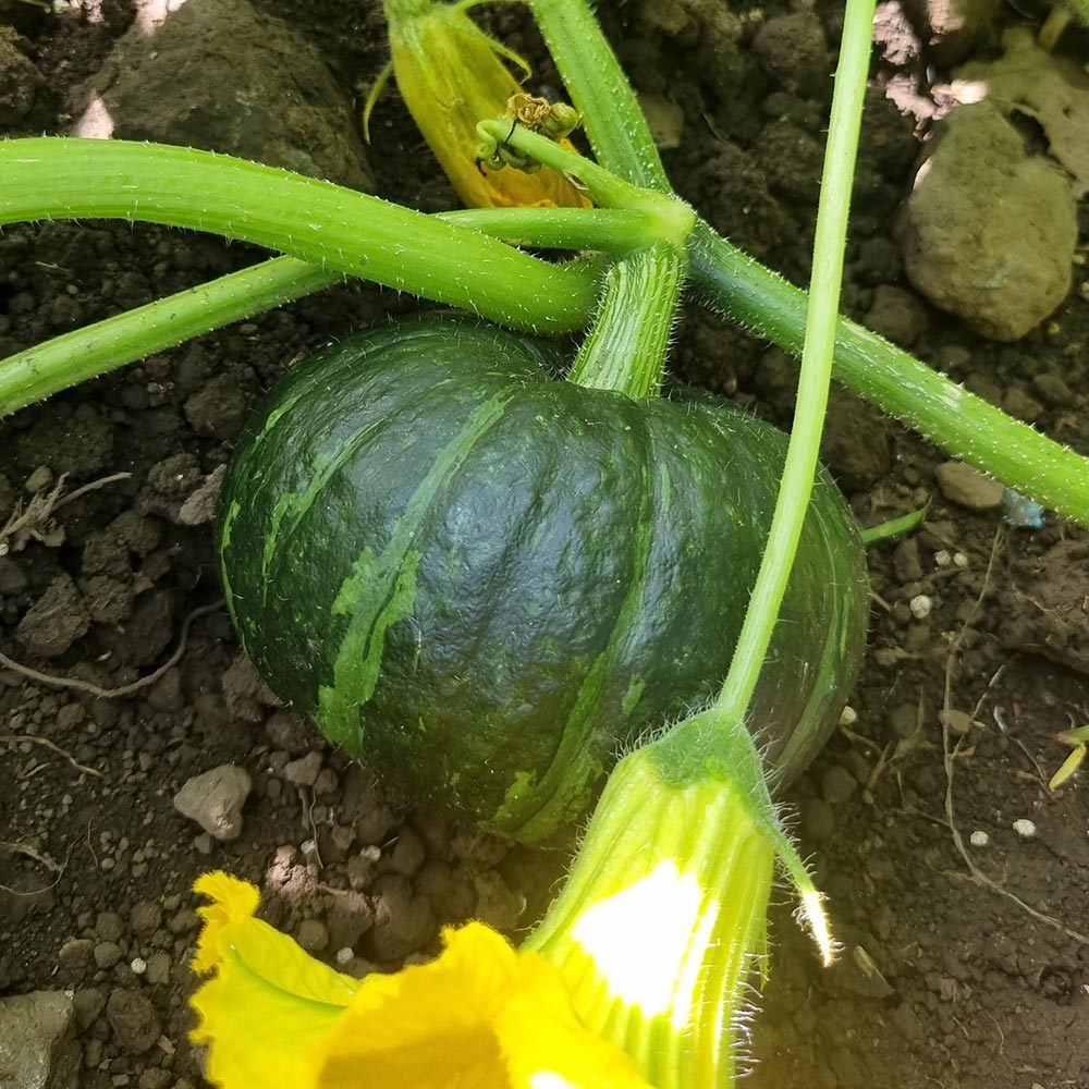[오늘신선] 제주 산지 직송! 미니밤호박(보우짱) 1kg~4.5kg - 상세 이미지 2