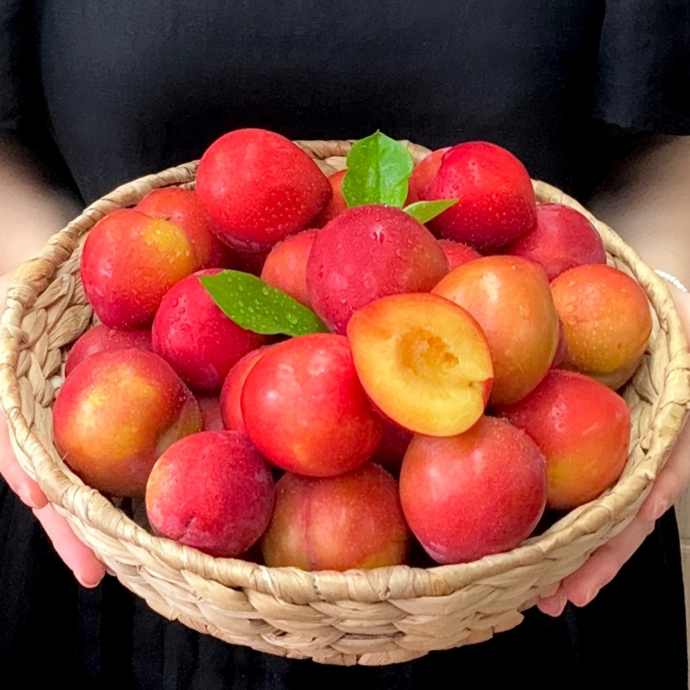 토해원 대석자두 고당도 후숙자두 상 중 1kg 2kg 3kg 이미지 6