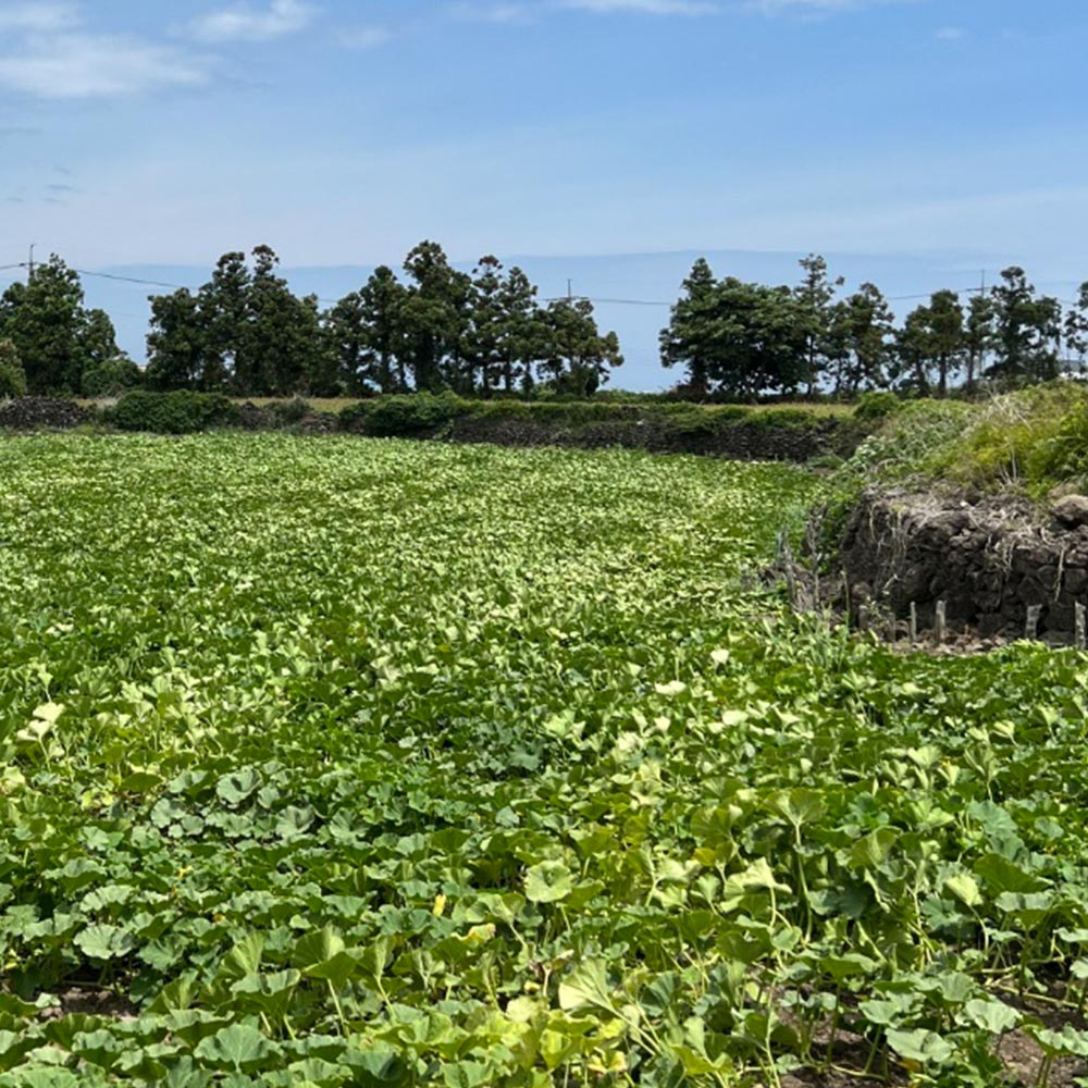 [오늘신선] 제주 산지 직송! 미니밤호박(보우짱) 1kg~4.5kg - 상세 이미지 4