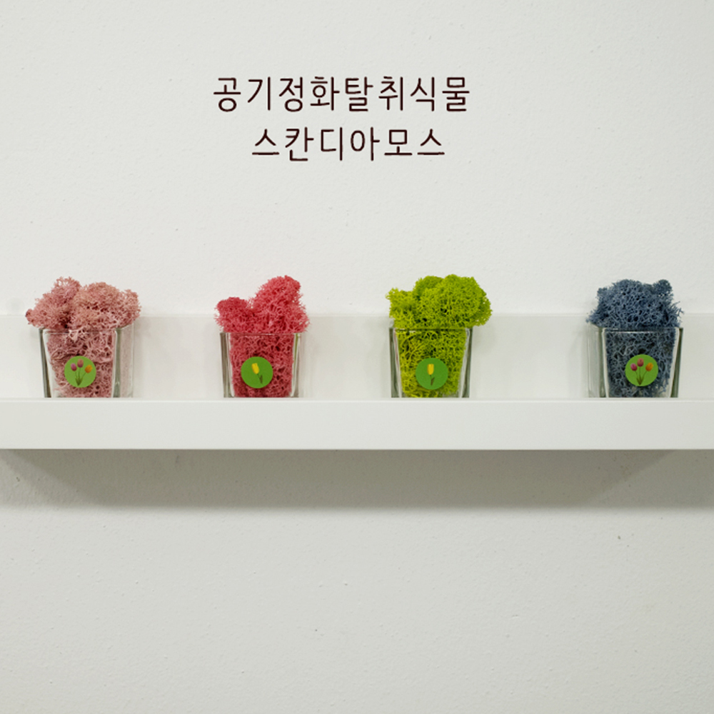 공기정화 스칸디아모스 천연이끼 유리용기 세트 - 상품 이미지