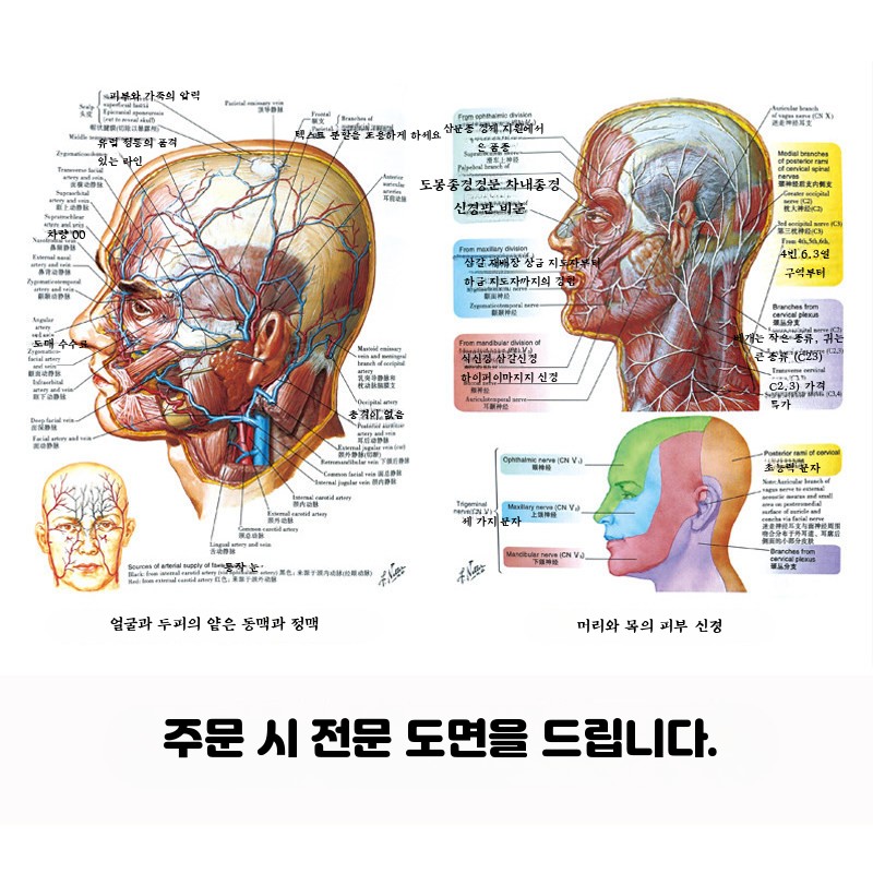 얼굴 뇌혈관 두개골 머리 안면근육 신경 인체해부 두경부 모형 교육용 - 상세 이미지 4