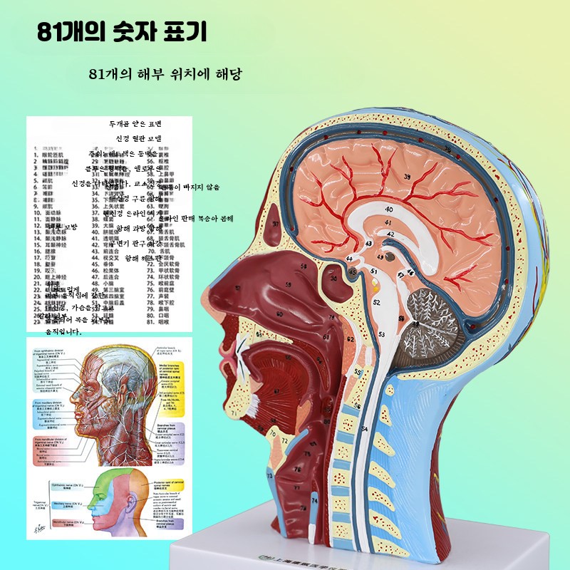 얼굴 뇌혈관 두개골 머리 안면근육 신경 인체해부 두경부 모형 교육용 - 상세 이미지 2