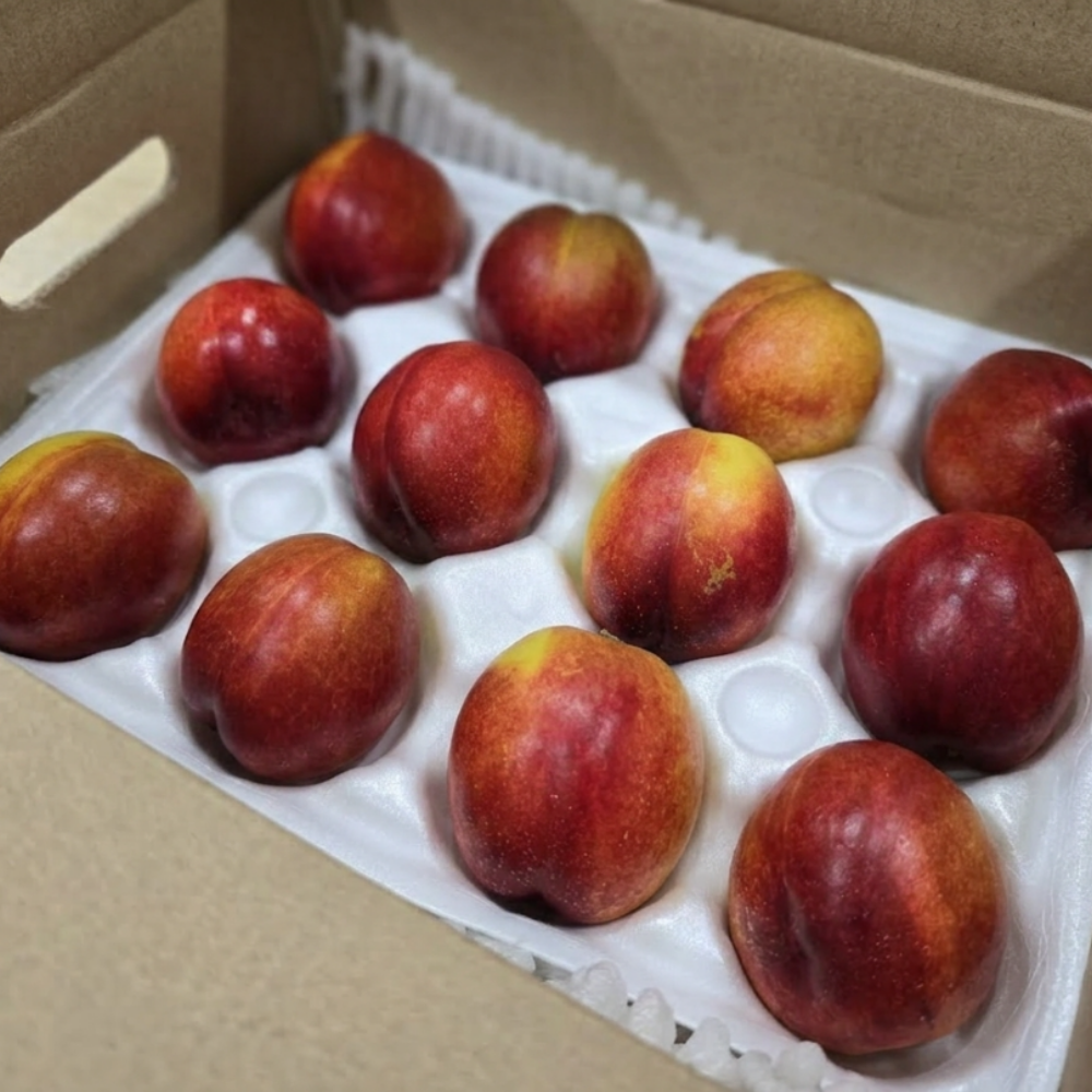 토해원 26년 햇 고당도 천도복숭아 소과 1kg 2kg 3kg - 상세 이미지 3