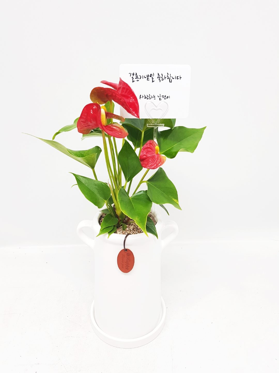안시리움 - 상품 이미지