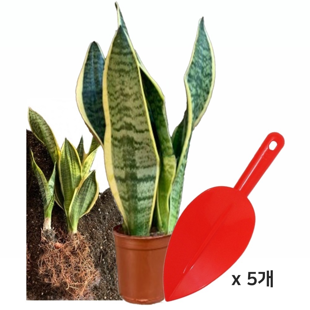 원예용 꽃삽 5개 모종삽 분갈이삽 유치원 체험학습 칼라삽 플라스틱삽 원예용삽 - 상품 이미지