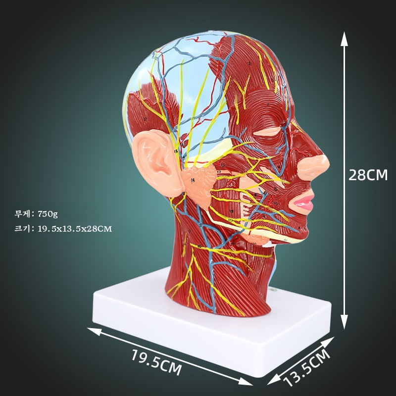 얼굴 뇌혈관 두개골 머리 안면근육 신경 인체해부 두경부 모형 교육용 - 상세 이미지 3