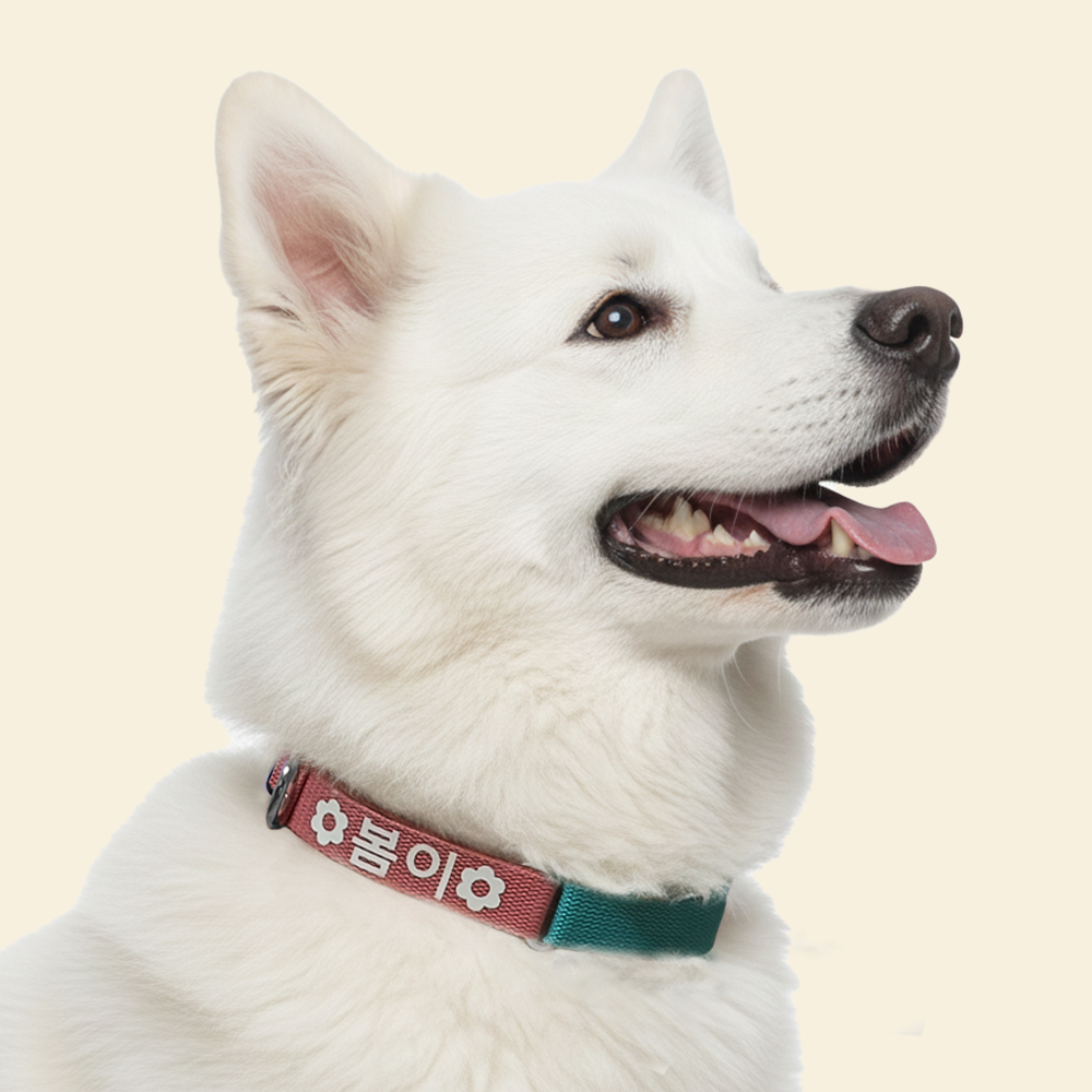 구바스 강아지 인식표 목줄 투톤 목걸이 야광 이름표 - 상품 이미지