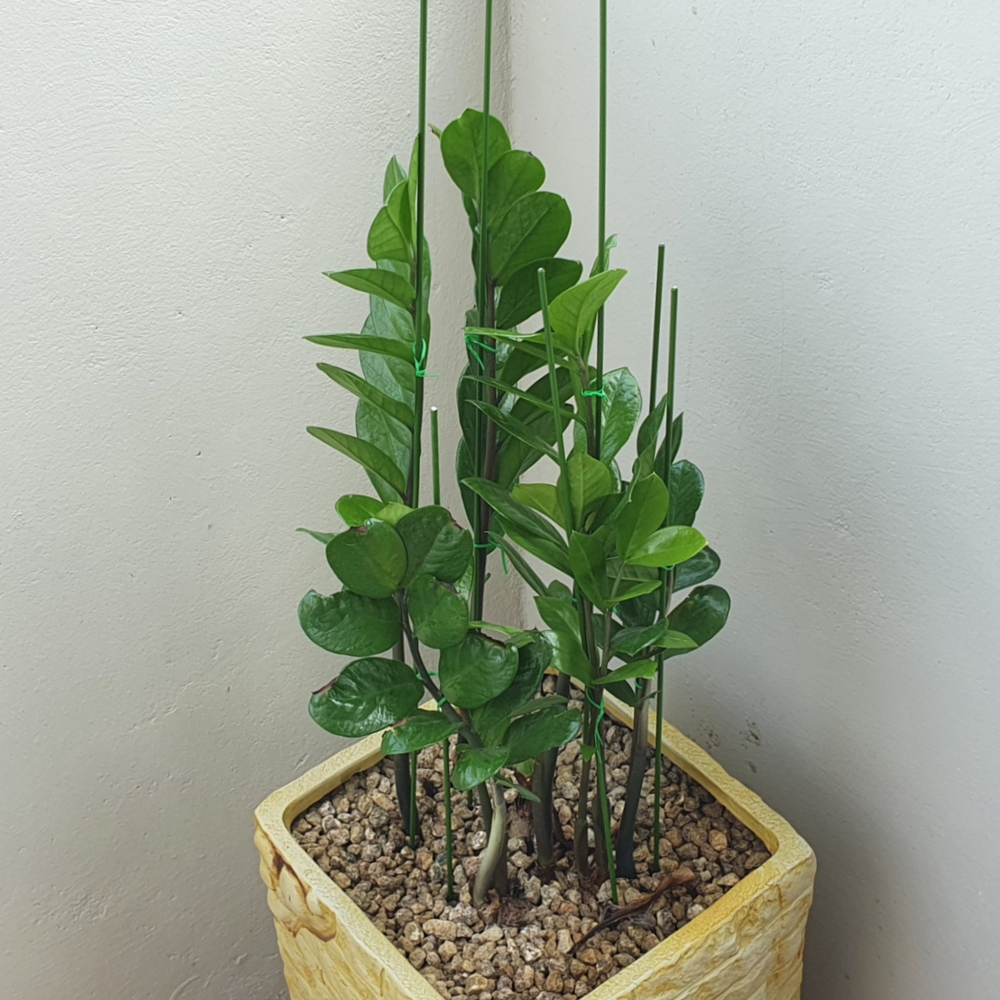 식물지지대 텃밭 화분 80cm 10P 화분지지대 - 상세 이미지 2