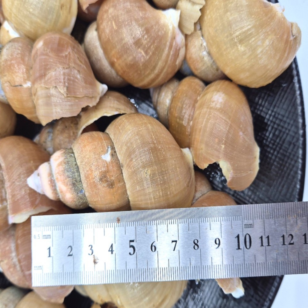백골뱅이 백고동 통골뱅이 제철 무침용 냉동 자연산 포항 동해안 급냉 바다 1.6kg 이미지 6