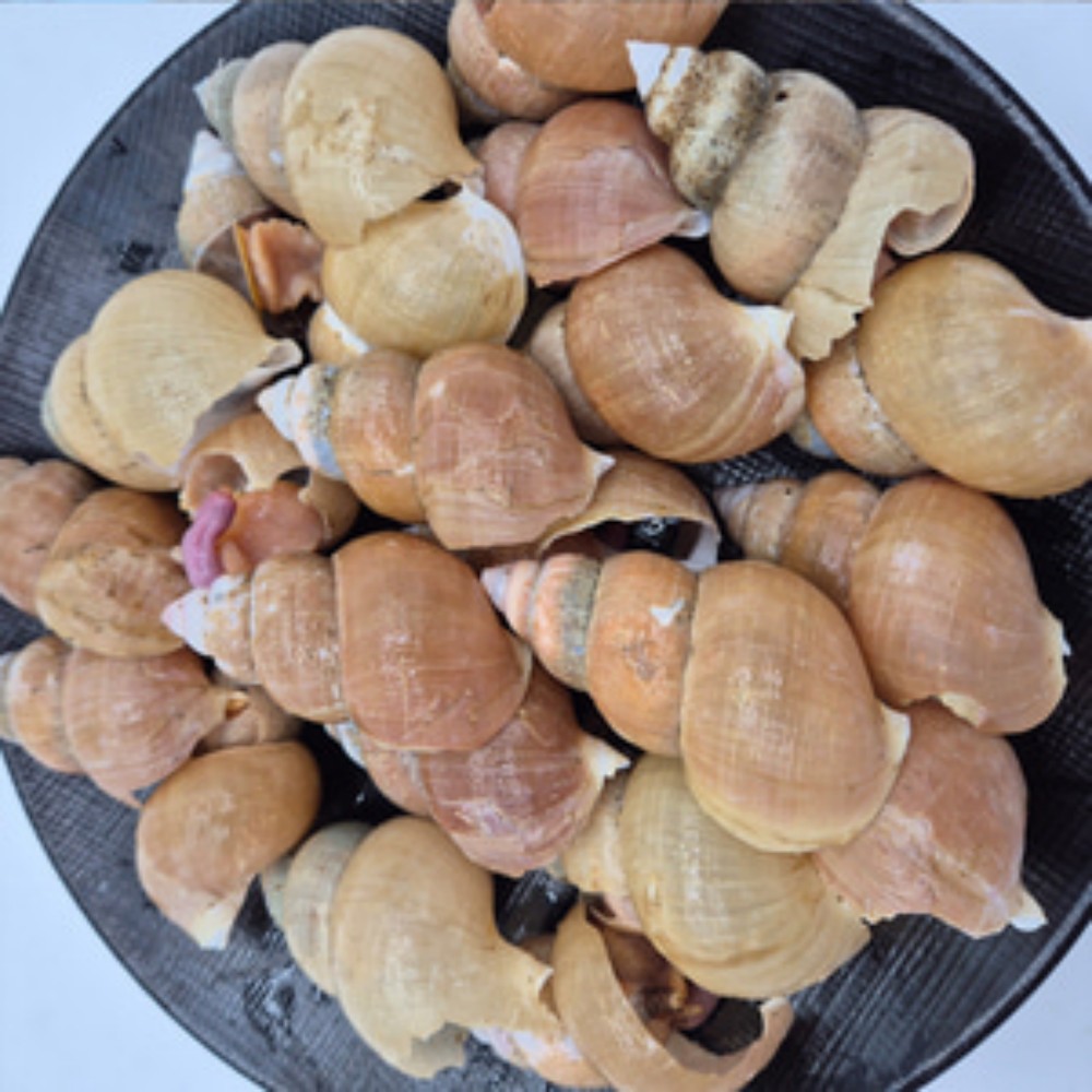 백골뱅이 백고동 통골뱅이 제철 무침용 냉동 자연산 포항 동해안 급냉 바다 1.6kg - 상세 이미지 2