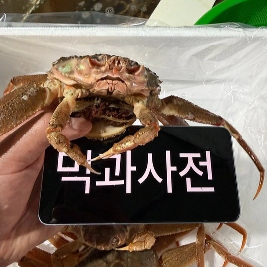 S급 살아있는 활 박달 대게 러시아 직수입 보세창고 직발송 (자숙도 가능) - 상세 이미지 3