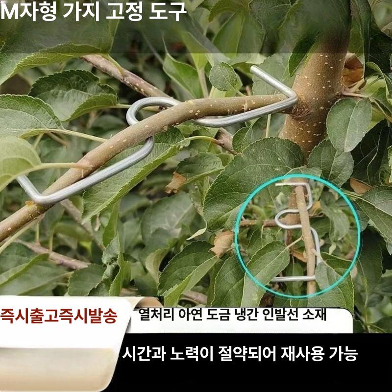 나뭇가지 고정장치 과일 지점 지지대 유인추 M형 10cm 50개 - 상세 이미지 2