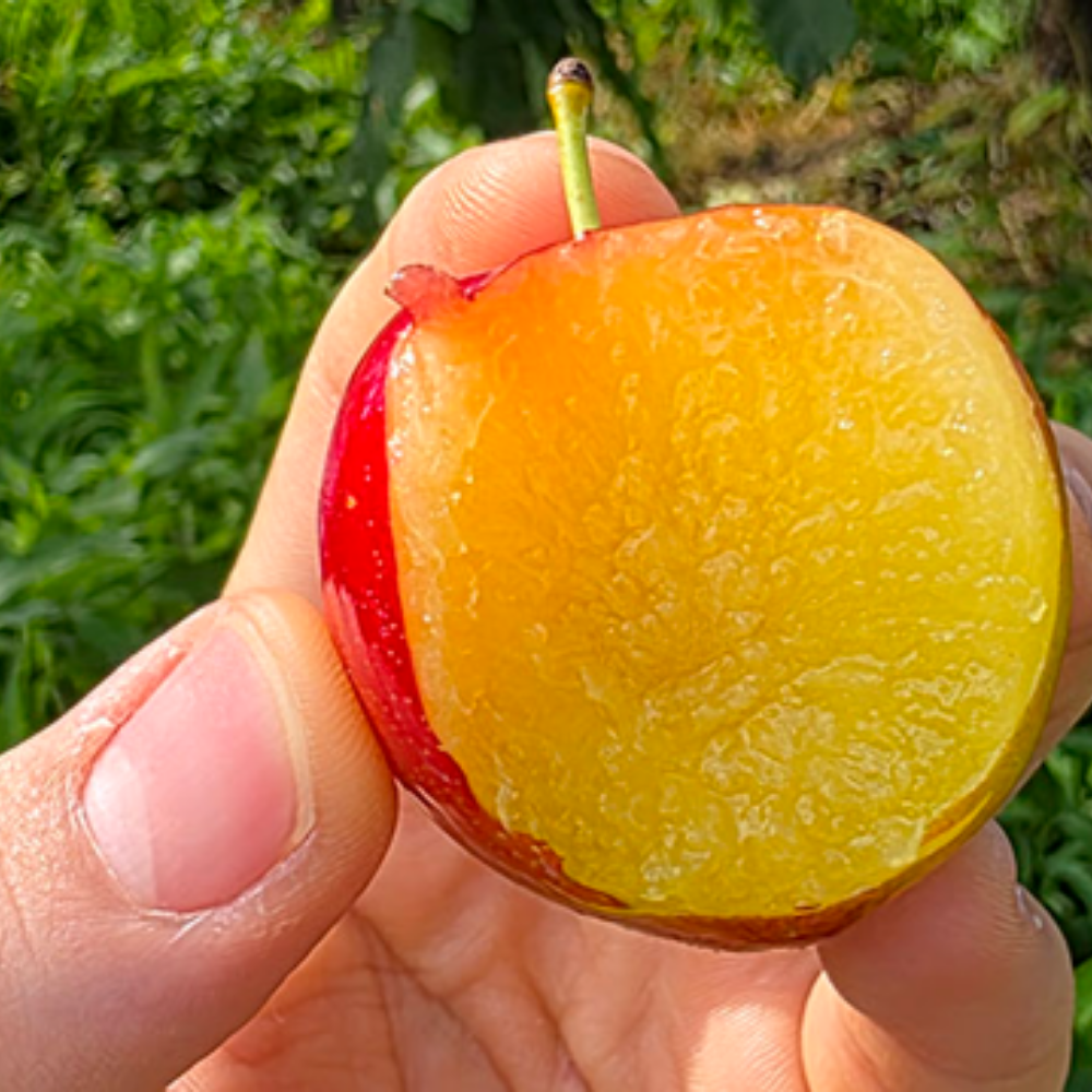 퍼스트프레시 [특가할인] 고당도 햇노지 자두 상급 산지직송 개당 40g내외, 1kg, 1개 - 상품 이미지