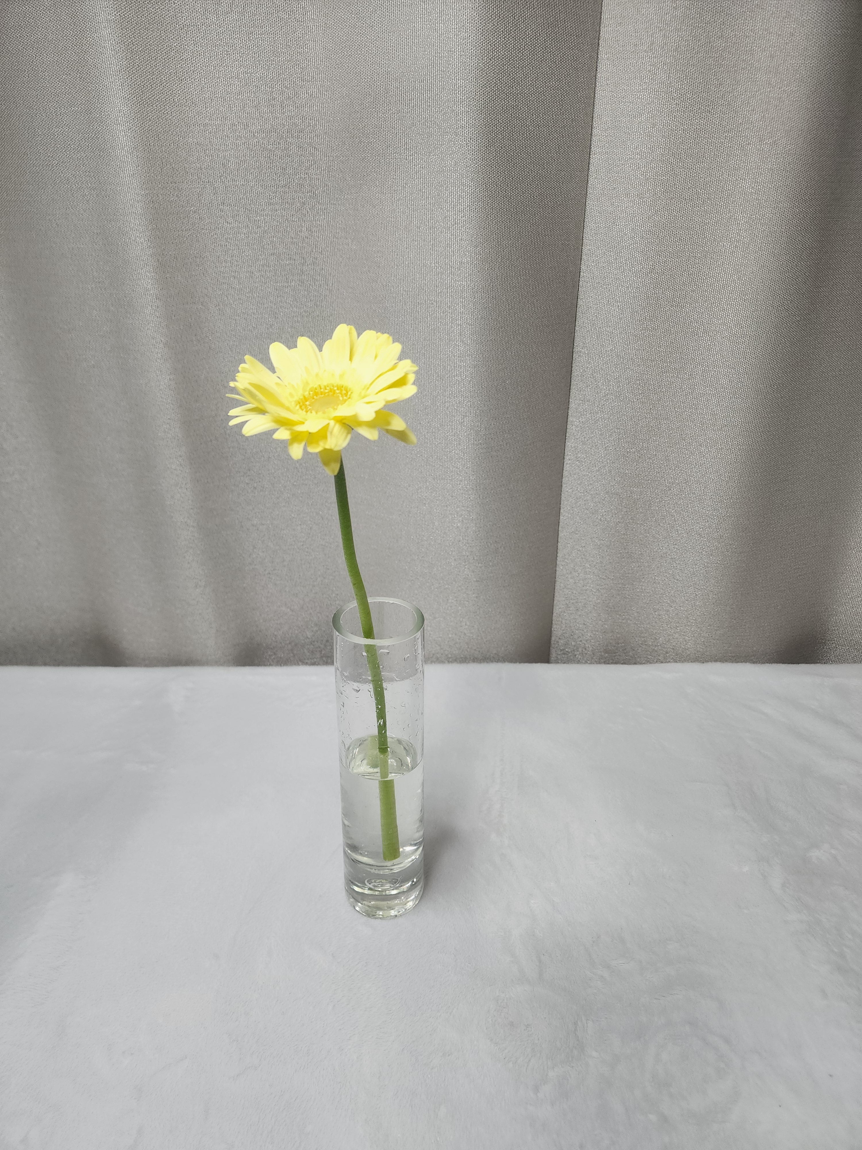 플로럴데이 생화 거베라 한송이 생화택배 꽃배달싼곳 이미지 8