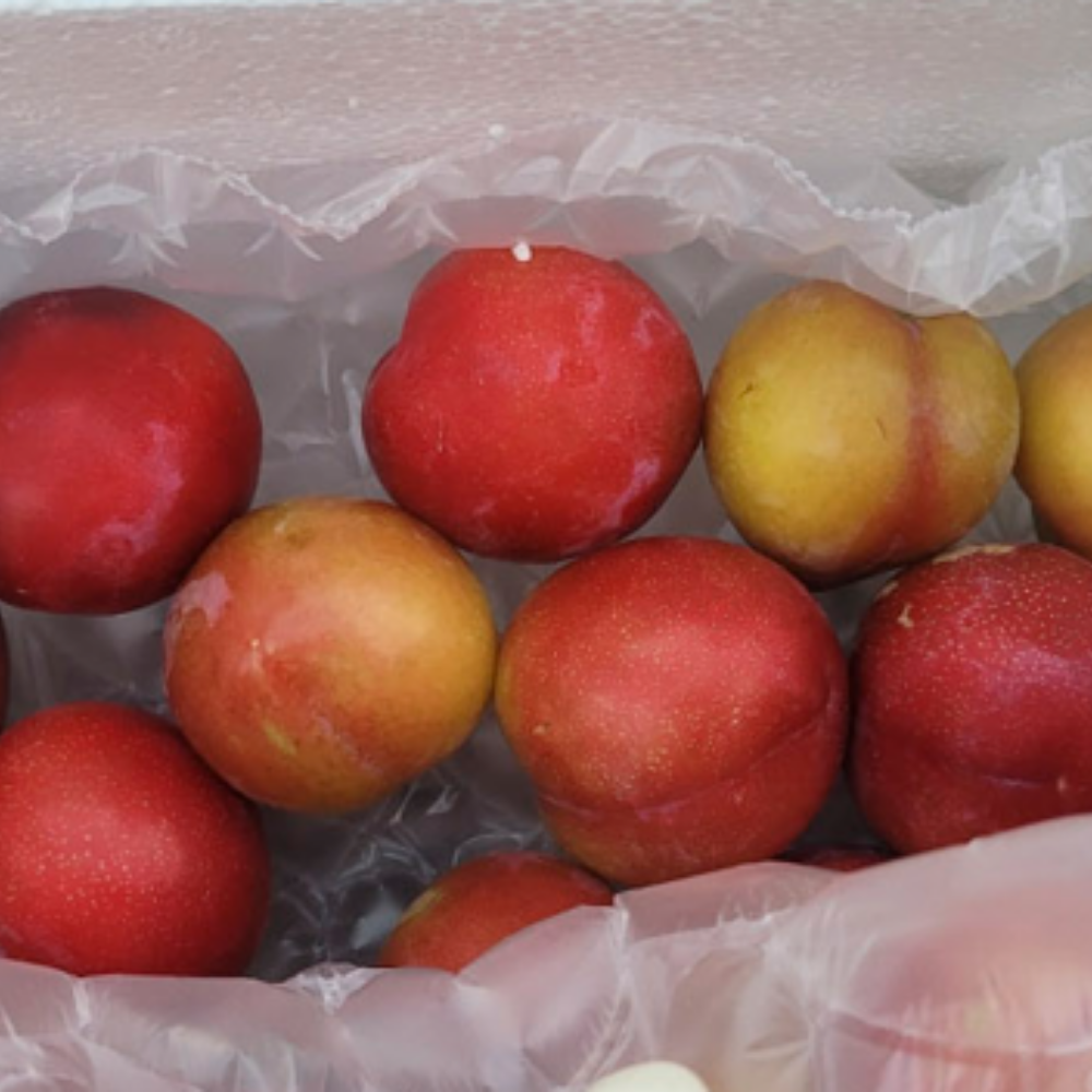 퍼스트프레시 [특가할인] 고당도 햇노지 자두 상급 산지직송 개당 40g내외, 1kg, 1개 - 상세 이미지 3