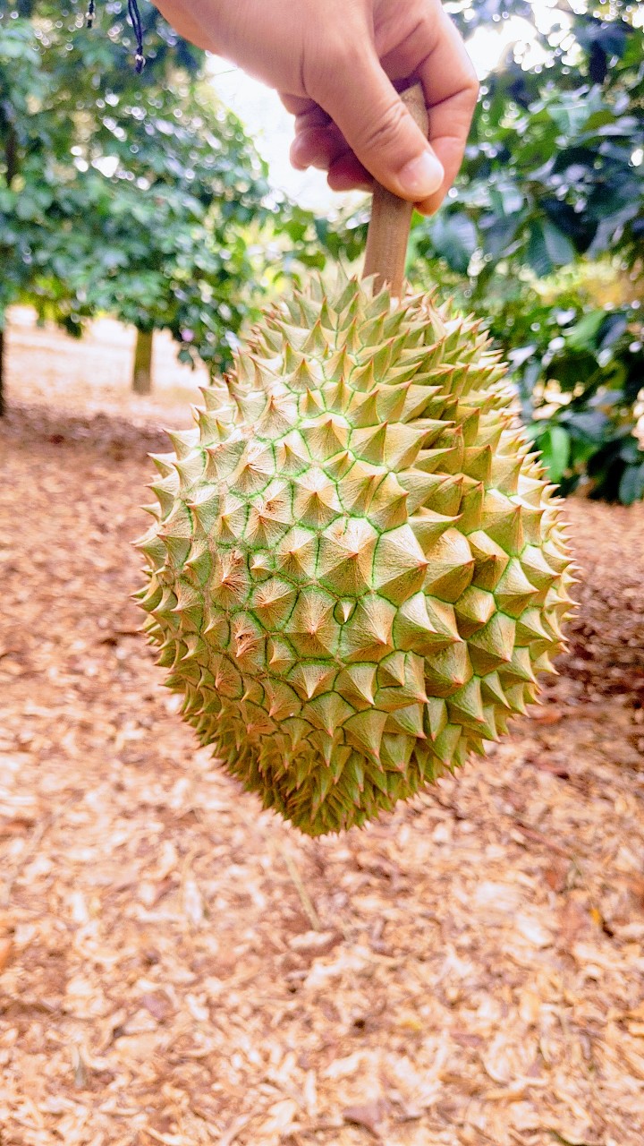 베트남 태국 손질 몬통 두리안 통두리안 400g 800g 2.2kg 1통 항공수입 특품 이미지 2