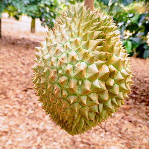 베트남 태국 손질 몬통 두리안 통두리안 400g 800g 2.2kg 1통... 맛있게 먹은 솔직 후기 - 상품 이미지 2