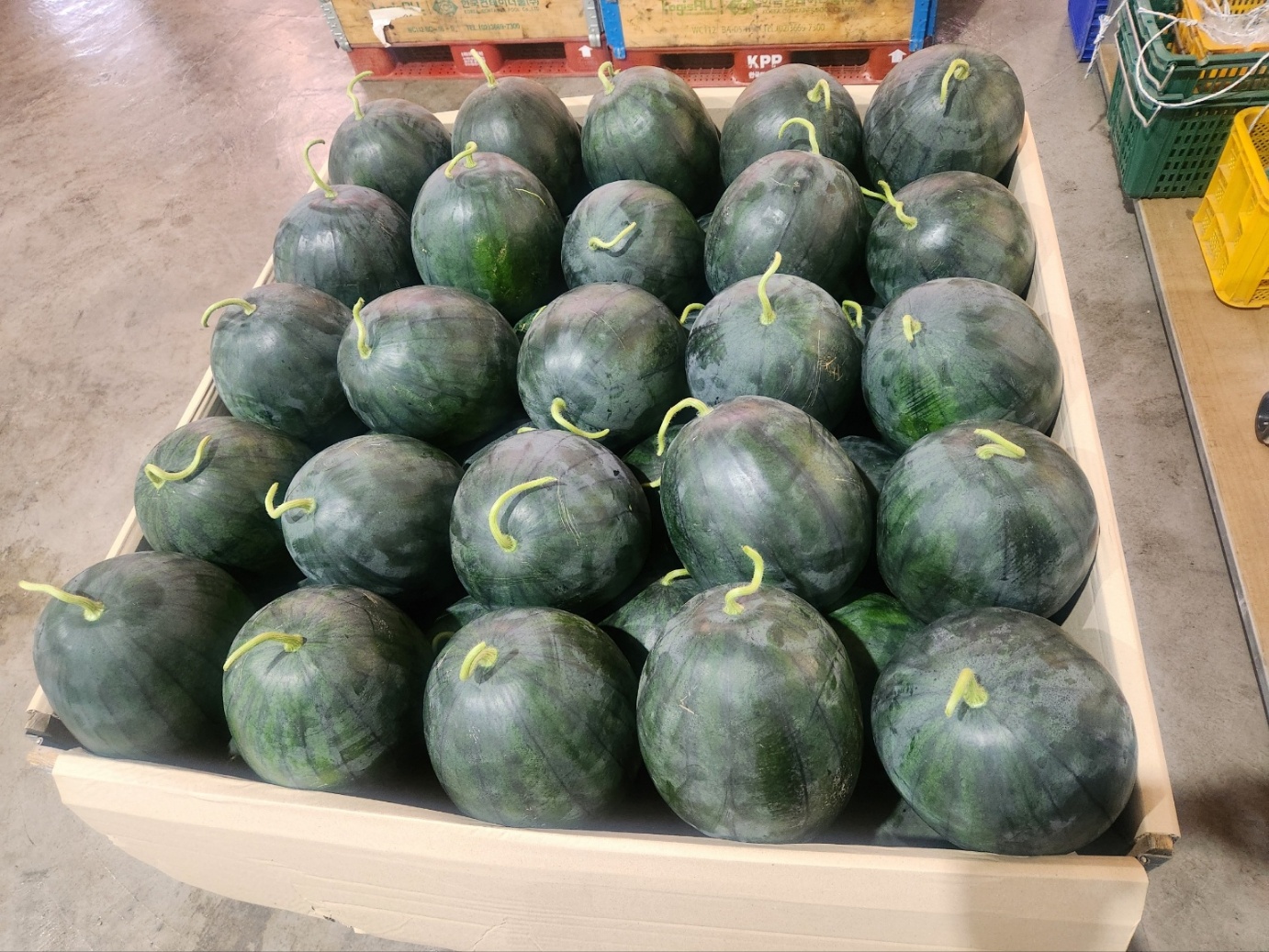 고당도 흑수박 하우스 함안수박 12Brix, 6kg, 1개 - 상세 이미지 5