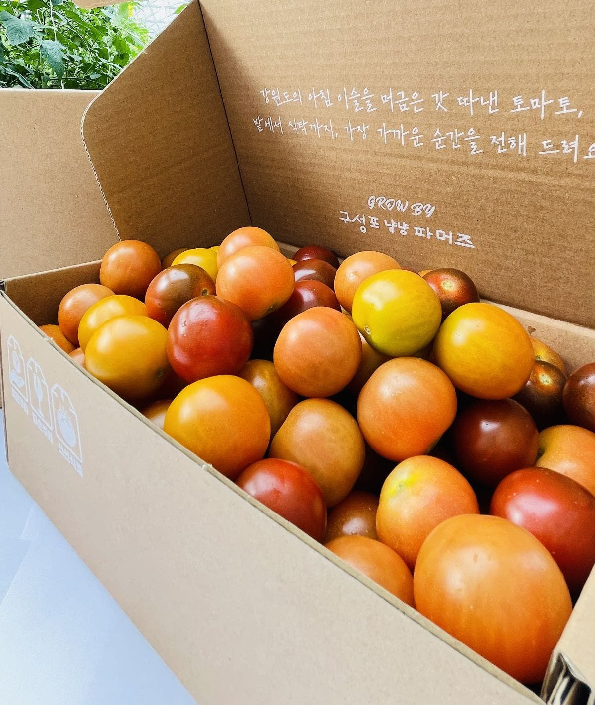 구성포냥냥파머즈 당일수확 방울토마토 대추 2.5kg 4.5kg 레드/3색 선택 - 최저가 11,600원