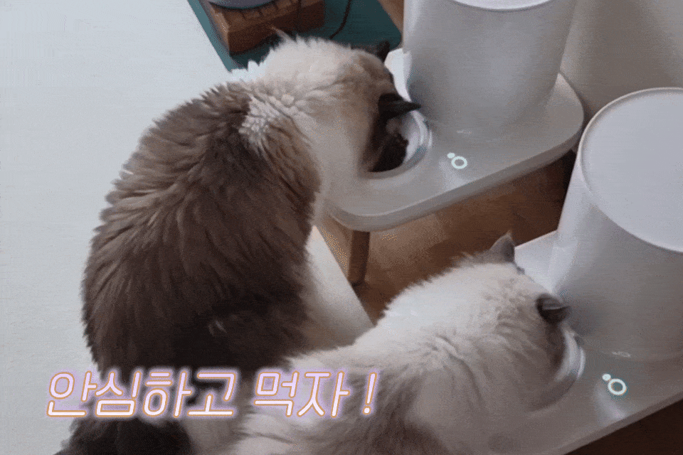 [+N포인트] 레오나르도 캣 순수생육 오리, 1.5kg, 1개 - 상세 이미지 3