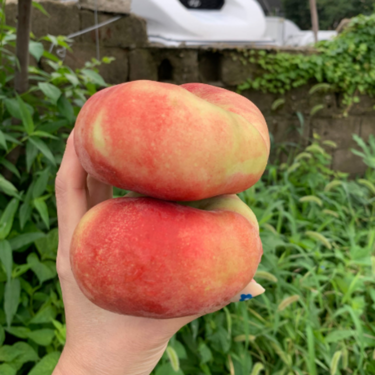 윗집아들네 납작복숭아 거반도 도넛복숭아 2kg - 상세 이미지 4