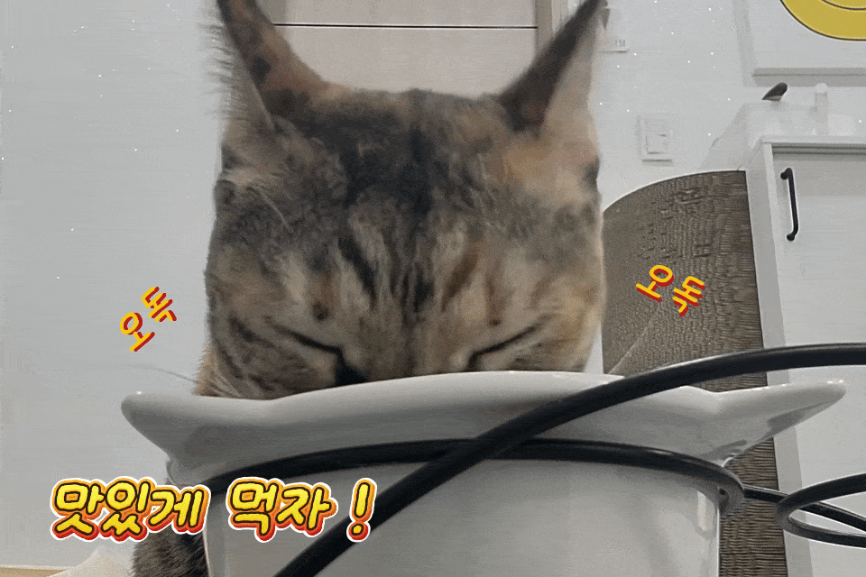 [+N포인트] 레오나르도 캣 순수생육 오리, 1.5kg, 1개 - 상세 이미지 4