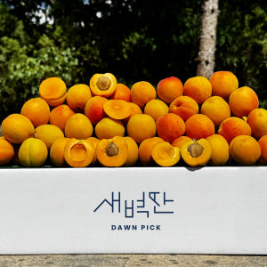 영천 만금 살구 하우스 노지 하코트 1kg 5kg 맛있게 먹은 솔직 후기 - 상품 이미지 1