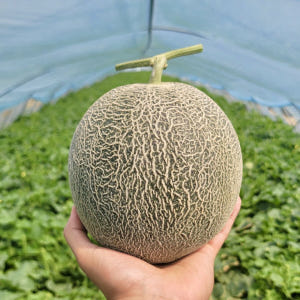 함안 노을멜론 메론 고당도선별 프리미엄급 농장직출고 후기증명 4kg 8k... 맛있게 먹은 솔직 후기 - 상품 이미지 1