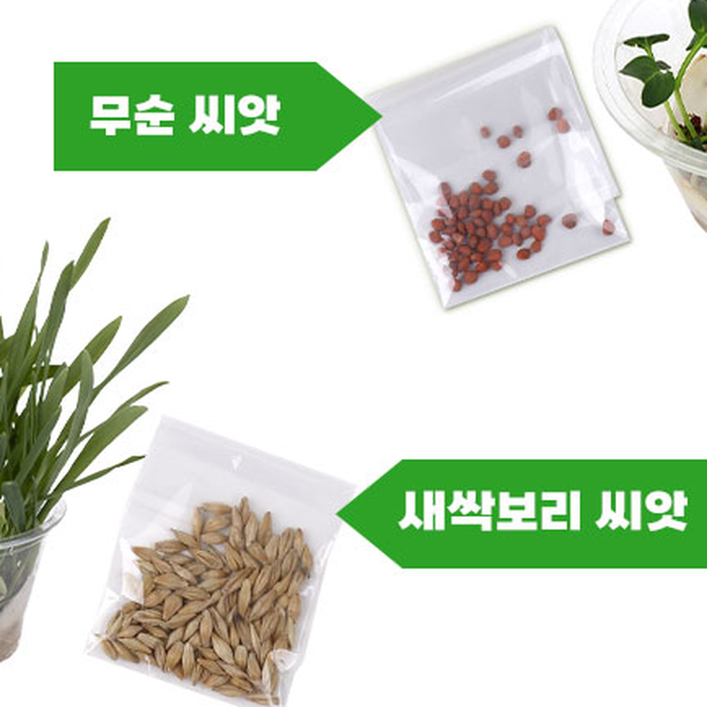 창의체험활동지구환경새싹키우기 초등미술실내재배새싹재배키트 MDF키트원예활동식물키우기 - 상세 이미지 4