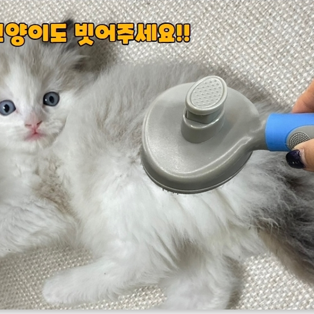 원터치제거 죽은털제거슬리커브러쉬 엉킨털정리브러쉬 블루 - 상세 이미지 2