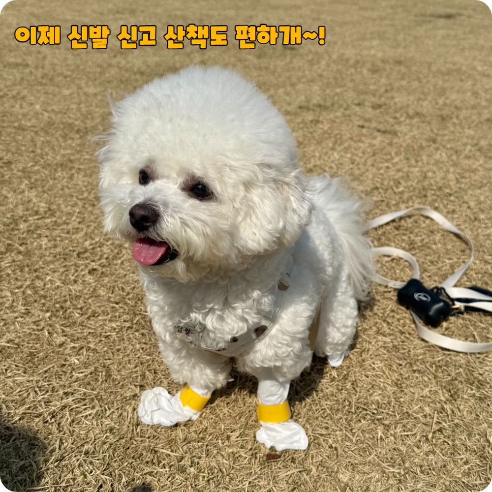 간편착용 강아지산책발오염방지일회용신발 발바닥자극손상예방일회용신발 s사이즈 20매 - 상세 이미지 2
